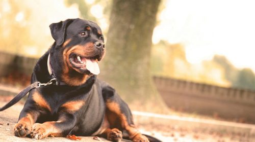 Rottweiler köpek yüz detayı