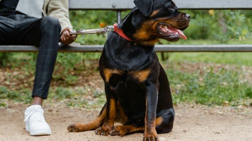 Rottweiler köpek yavrusu