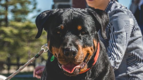 Rottweiler köpek yan profil