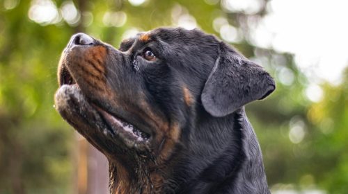 Rottweiler köpek doğal ortamda