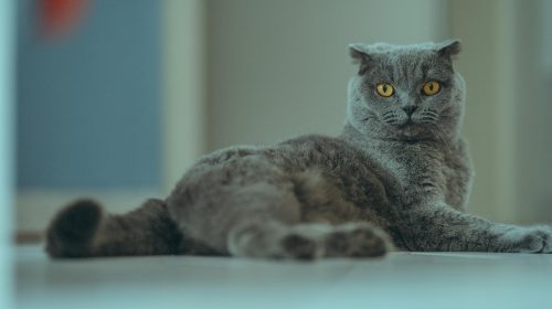 Scottish Fold kedi gövde duruşu