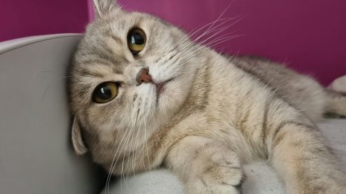 Scottish Fold kedi yüz detayı