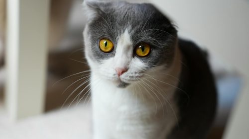 Scottish Fold kedi yavrusu