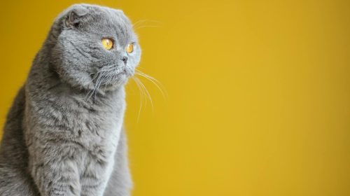Scottish Fold kedi yan profil