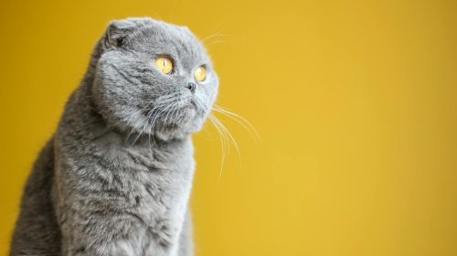 Scottish Fold kedi doğal ortamda
