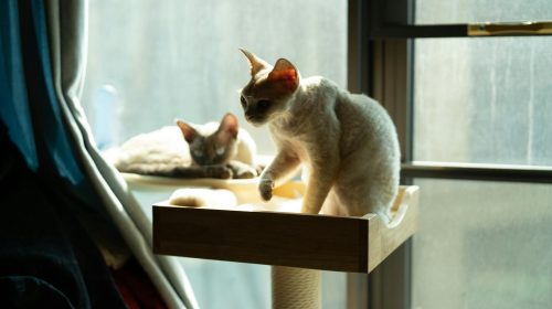 Selkirk Rex kedi gövde duruşu