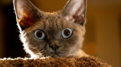 Selkirk Rex kedi yüz detayı