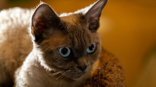 Selkirk Rex kedi yavrusu