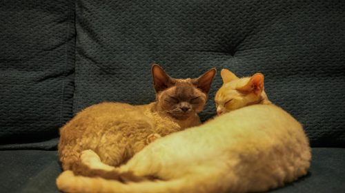 Selkirk Rex kedi yan profil