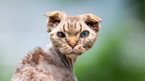 Selkirk Rex kedi doğal ortamda