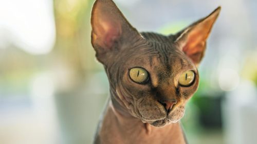 Sfenks kedi yüz detayı