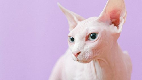 Sfenks kedi yavrusu