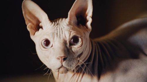 Sfenks kedi yan profil
