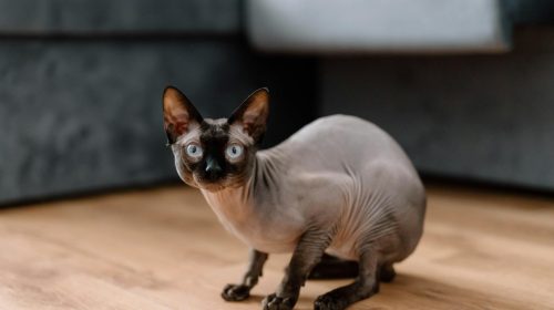 Sfenks kedi doğal ortamda