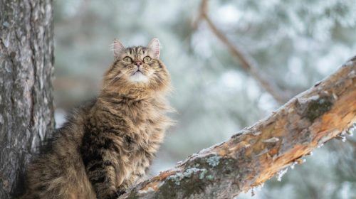 Sibirya Kedisi kedi gövde duruşu