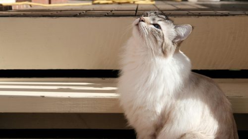 Sibirya Kedisi kedi yüz detayı