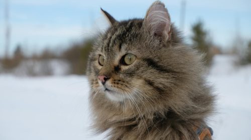 Sibirya Kedisi kedi yavrusu