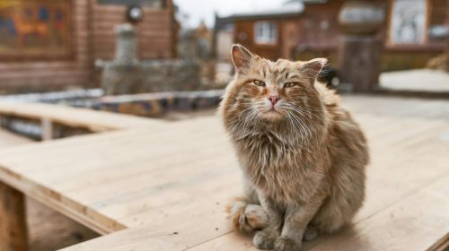 Sibirya Kedisi kedi yan profil