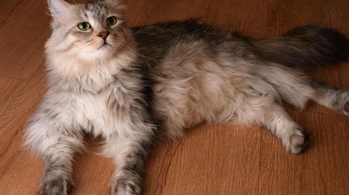 Sibirya Kedisi kedi doğal ortamda