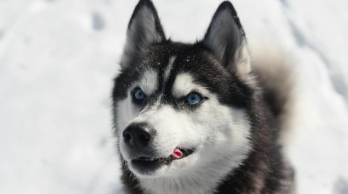 Sibirya Kurdu (Husky) köpek gövde duruşu