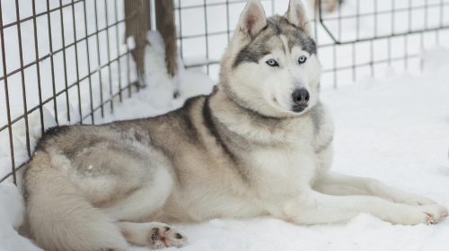 Sibirya Kurdu (Husky) köpek yüz detayı