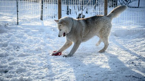 Sibirya Kurdu (Husky) köpek yavrusu