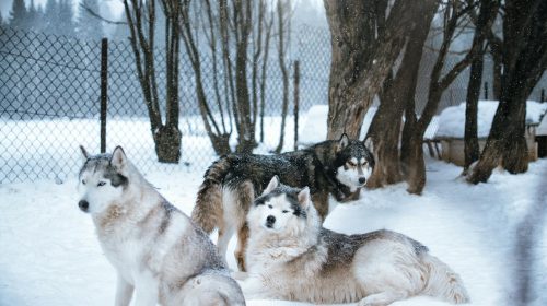 Sibirya Kurdu (Husky) köpek yan profil