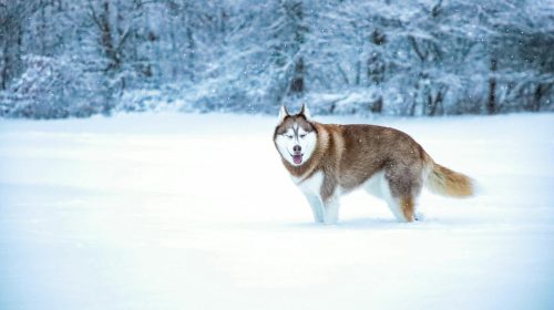 Sibirya Kurdu (Husky) köpek doğal ortamda
