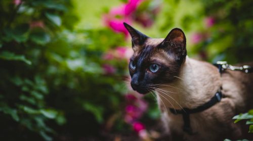 Siyam Kedisi kedi gövde duruşu