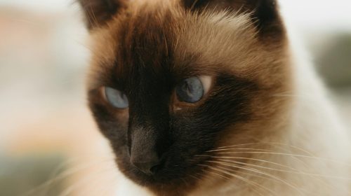 Siyam Kedisi kedi yavrusu