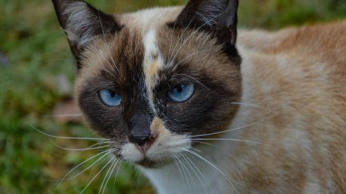 Siyam Kedisi kedi yan profil