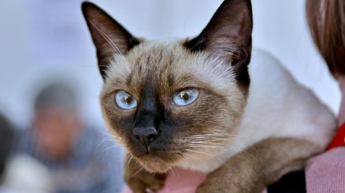 Siyam Kedisi kedi doğal ortamda
