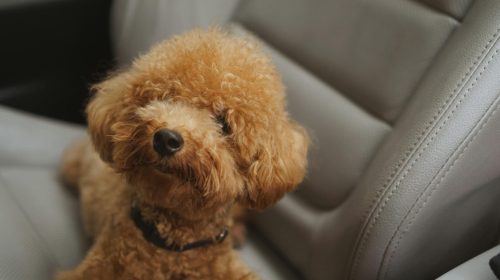 Toy Poodle köpek gövde duruşu