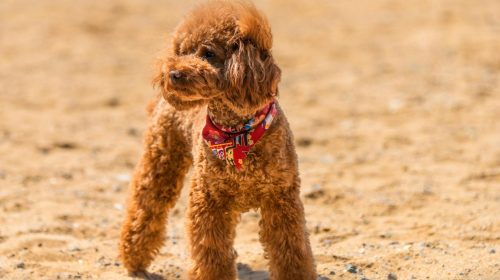 Toy Poodle köpek yüz detayı