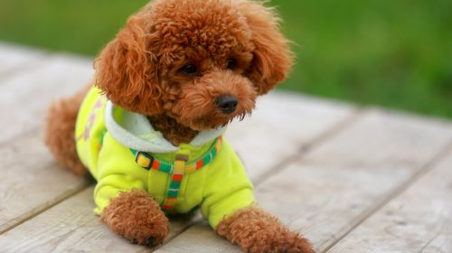 Toy Poodle köpek yavrusu