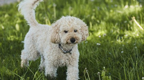 Toy Poodle köpek yan profil