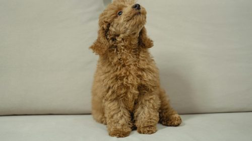 Toy Poodle köpek doğal ortamda