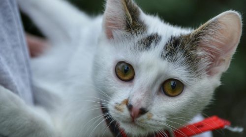 Van Kedisi kedi gövde duruşu