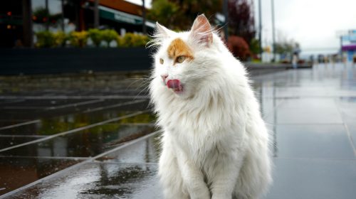 Van Kedisi kedi yüz detayı