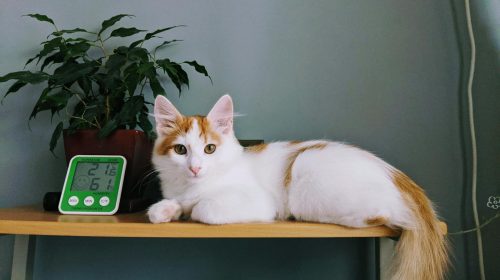 Van Kedisi kedi yavrusu