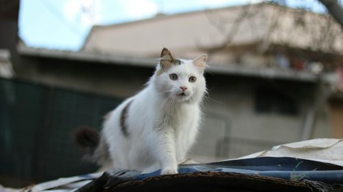 Van Kedisi kedi yan profil