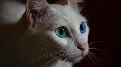 Van Kedisi kedi doğal ortamda